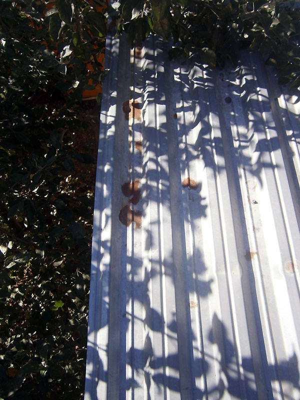 P1010064.jpg